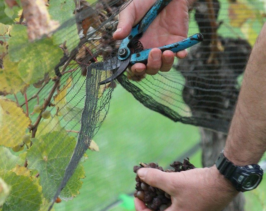 Harvest in Bordeaux