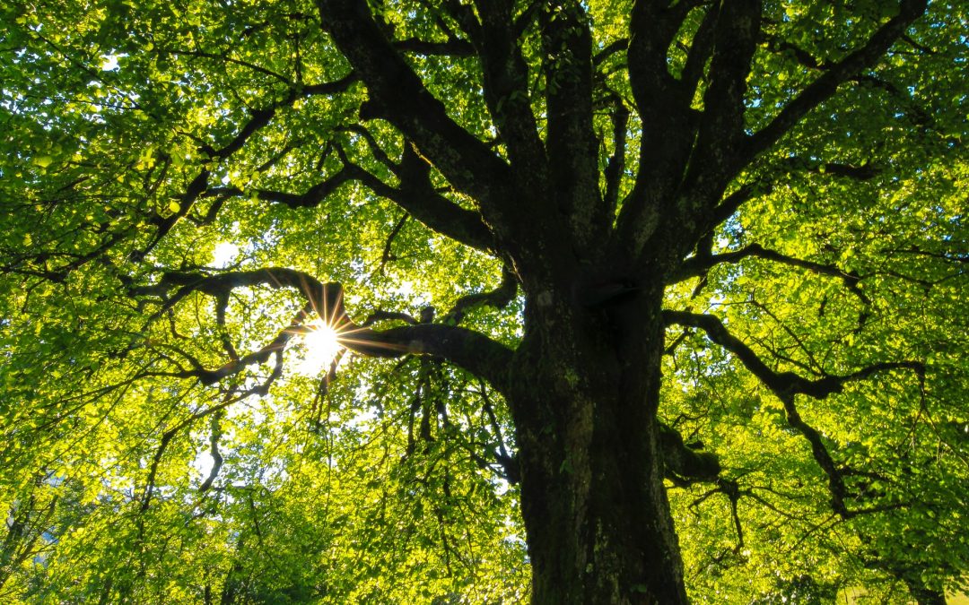 Major tree planting in Marseilles