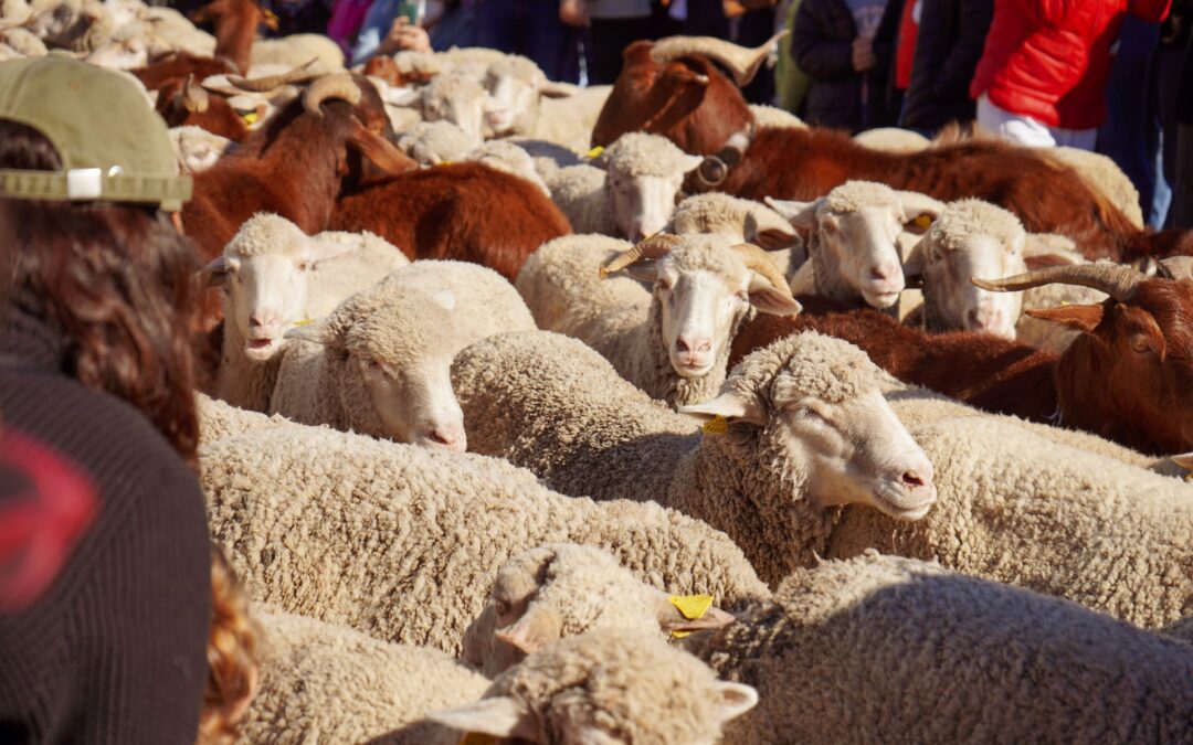 Madrid’s roads replace cars with sheep as part of revived tradition